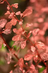 Berberis thunb. 'Rosy Rocket'