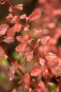 Berberis thunb. 'Rosy Rocket' - 30-40 CM C3