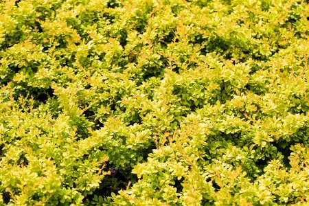 Berberis thunb. 'Sunsation' - 15-20 CM P9 - image 3