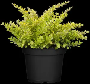 Berberis thunb. 'Sunsation'