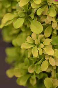 Berberis thunb. 'Tiny Gold'? - 30-40 CM C10 - image 2
