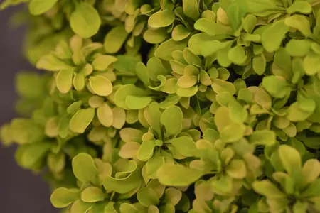 Berberis thunb. 'Tiny Gold'? - 30-40 CM C10 - image 1