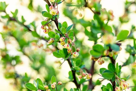 Berberis thunb. 'Toscana'? - 25-30 CM C3.5 - image 5