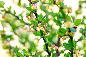 Berberis thunb. 'Toscana'? - 25-30 CM C3.5 - image 5