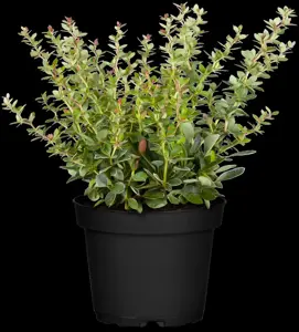 Berberis thunbergii - 50-60 CM C7.5 - image 4