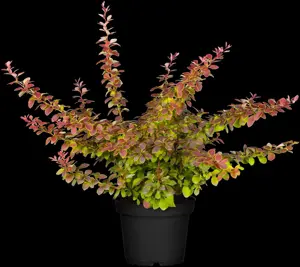 Berberis thunbergii - 25-30 CM C2 - image 5