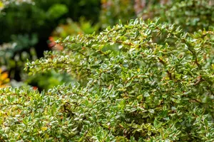 Berberis verruculosa - 3 Ltr pot - image 2