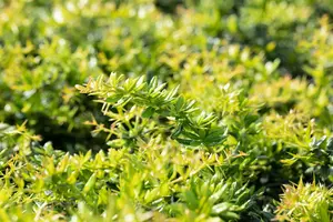 Berberis verruculosa