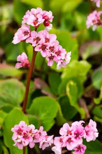 Bergenia 'Baby Doll'