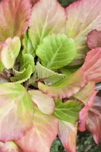 Bergenia cordifolia