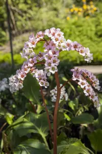Bergenia cordifolia - P9 - image 5