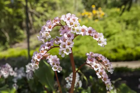 Bergenia cordifolia - 2 Ltr pot - image 3
