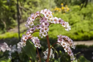 Bergenia cordifolia - P9 - image 3