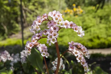 Bergenia cordifolia - 5 Ltr pot - image 3