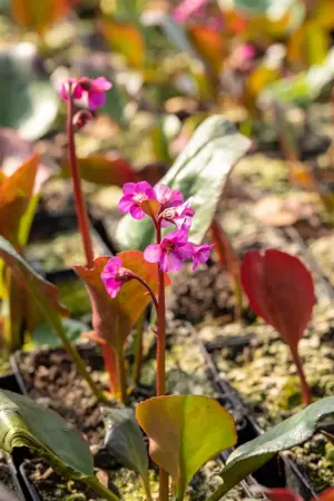 Bergenia cordifolia 'Eroica' - P9 - image 2