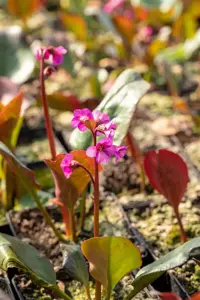 Bergenia cordifolia 'Eroica' - P9 - image 2