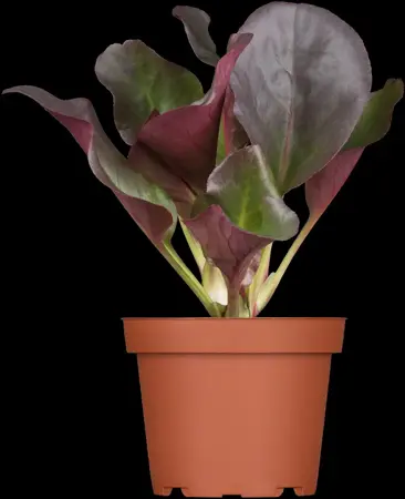 Bergenia cordifolia 'Eroica' - P9 - image 1
