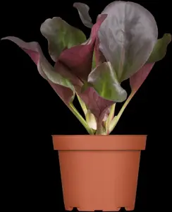 Bergenia cordifolia 'Eroica'