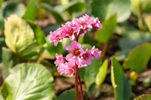 Bergenia cordifolia 'Herbstbl?te'