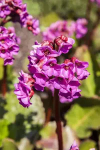 Bergenia cordifolia 'Rotblum'