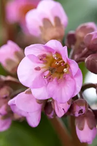 Bergenia 'Flirt' - P9
