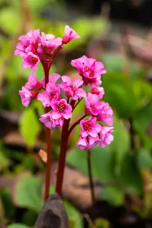 Bergenia 'Harzkristall' - 2 Ltr pot - image 4