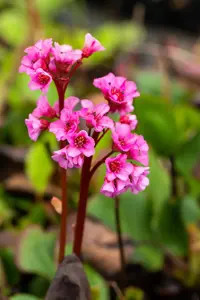 Bergenia 'Harzkristall' - 2 Ltr pot - image 4
