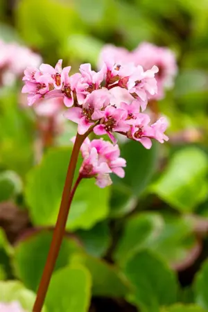 Bergenia 'Harzkristall' - 2 Ltr pot - image 5