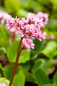 Bergenia 'Harzkristall' - 2 Ltr pot - image 5