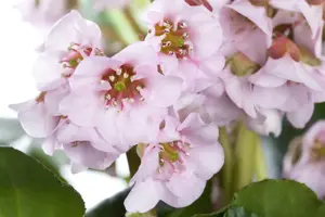 Bergenia 'Harzkristall' - 2 Ltr pot - image 5