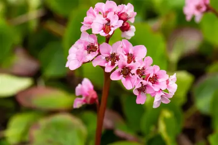 Bergenia 'Harzkristall' - 2 Ltr pot - image 2