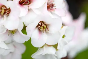 Bergenia 'Jelle'? - 2 Ltr pot - image 3