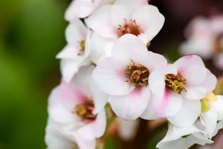 Bergenia 'Jelle'?    - 2 Ltr pot - image 2