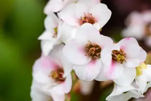 Bergenia 'Jelle'?    - 2 Ltr pot - image 2