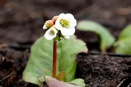 Bergenia 'Jelle'?    - 2 Ltr pot - image 3