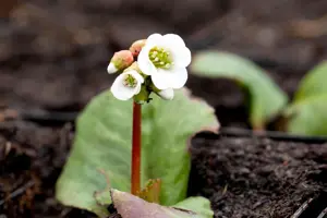 Bergenia 'Jelle'?    - 2 Ltr pot - image 3