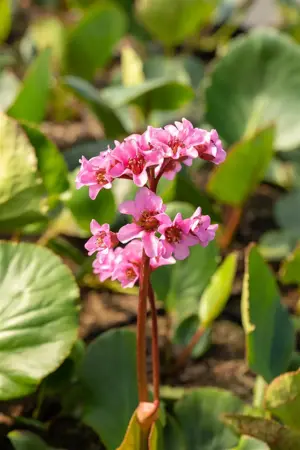 Bergenia 'Pink Dragonfly' - P9