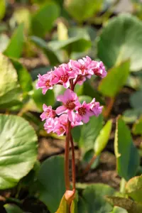 Bergenia 'Pink Dragonfly'