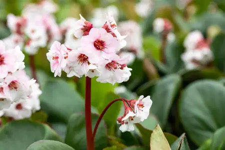 Bergenia 'Silberlicht' - 2 Ltr pot