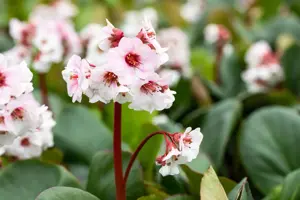 Bergenia 'Silberlicht'