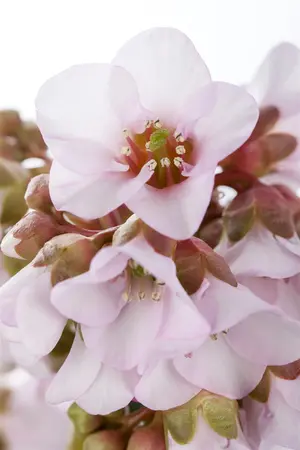 Bergenia 'Spring Fling' - P9 - image 1