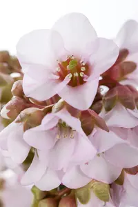 Bergenia 'Spring Fling' - P9 - image 2