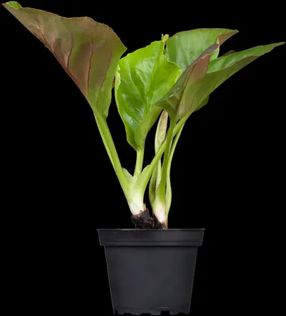 Bergenia 'Spring Fling' - P9 - image 2