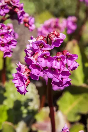 Bergenia 'Wintergl?d' - 2 Ltr pot