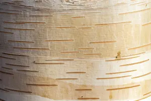 Betula albosinensis - STD 14-16 CM CONT