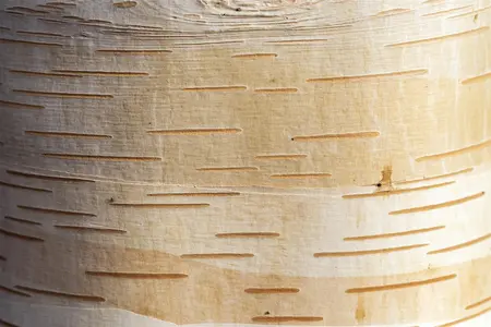 Betula albosinensis 'Cacao' - 200-250 CM C5 WHIP