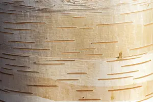 Betula albosinensis 'Cacao'