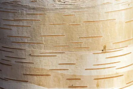 Betula albosinensis 'Fascination' - SOLITAIR 300-350 CM RB