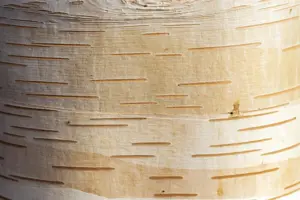 Betula albosinensis 'Fascination' - MULTISTEM 150-175 CM C35
