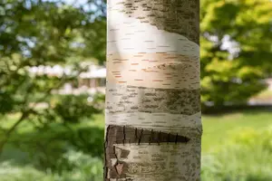 Betula 'Bono' - 200-250 CM C20 - image 5